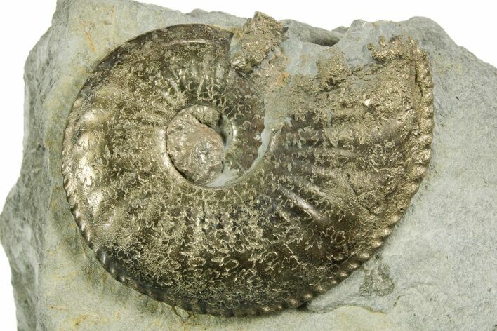 Pyritized Jurassic Ammonite (Amaltheus) Fossil - France #367609